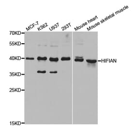 Western blot - HIF1AN Antibody from Signalway Antibody (32866) - Antibodies.com