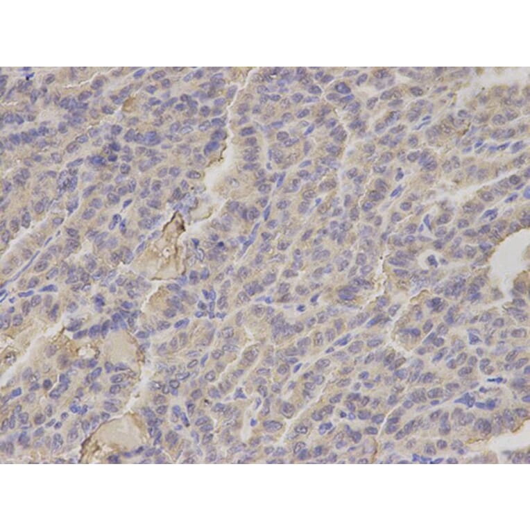 Immunohistochemistry - HIF1AN Antibody from Signalway Antibody (32866) - Antibodies.com