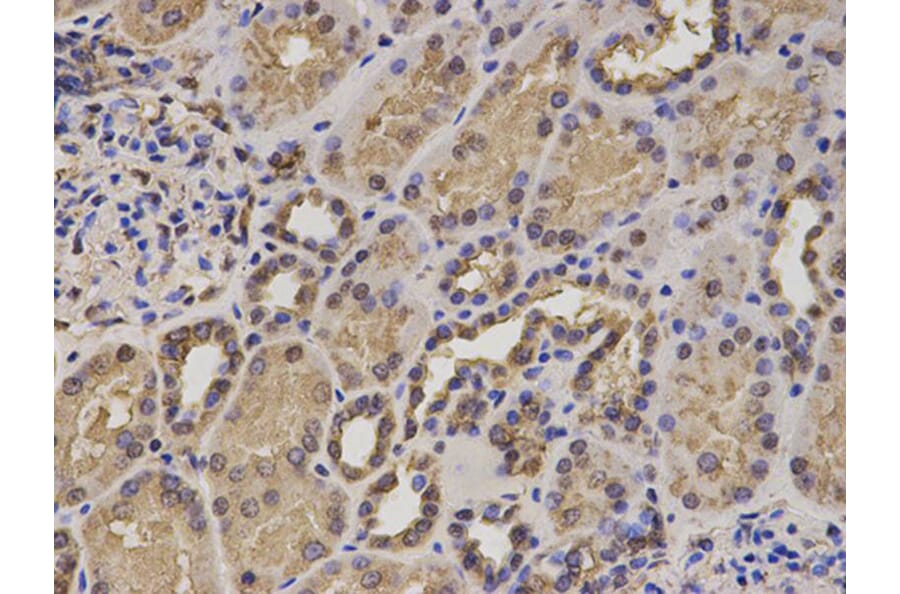 Immunohistochemistry - HIF1AN Antibody from Signalway Antibody (32866) - Antibodies.com