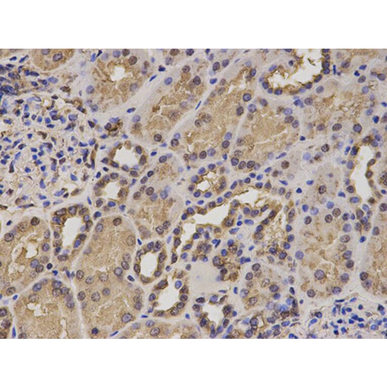 Immunohistochemistry - HIF1AN Antibody from Signalway Antibody (32866) - Antibodies.com