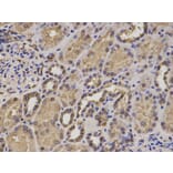 Immunohistochemistry - HIF1AN Antibody from Signalway Antibody (32866) - Antibodies.com