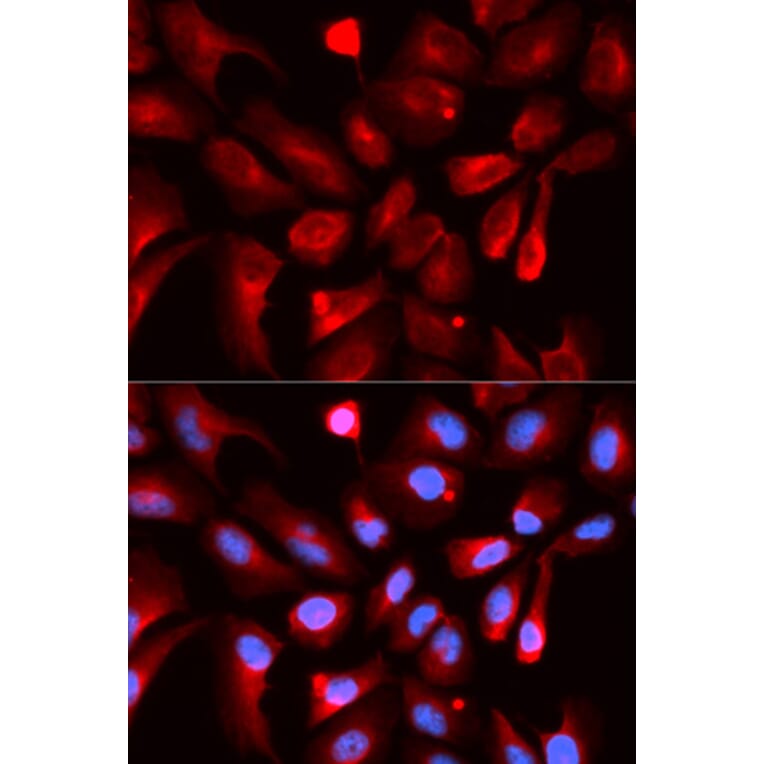 Immunofluorescence - HIF1AN Antibody from Signalway Antibody (32866) - Antibodies.com
