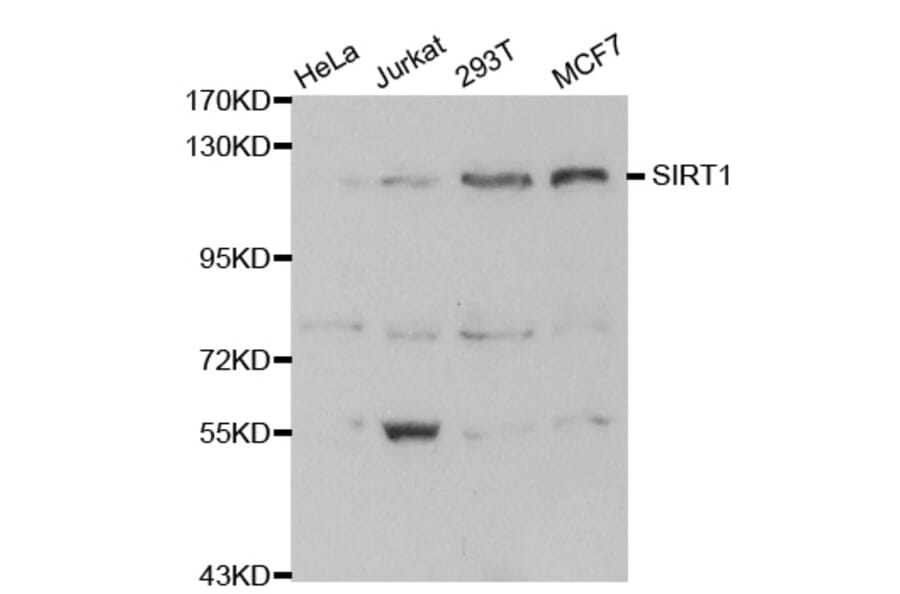 Western blot - SIRT1 Antibody from Signalway Antibody (32029) - Antibodies.com