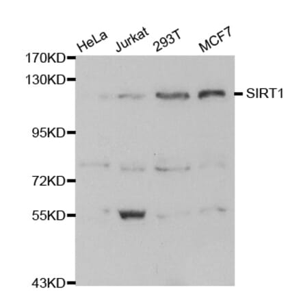 Western blot - SIRT1 Antibody from Signalway Antibody (32029) - Antibodies.com