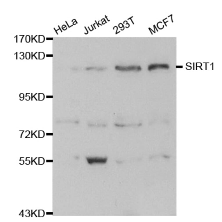 Western blot - SIRT1 Antibody from Signalway Antibody (32029) - Antibodies.com