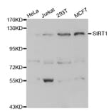 Western blot - SIRT1 Antibody from Signalway Antibody (32029) - Antibodies.com