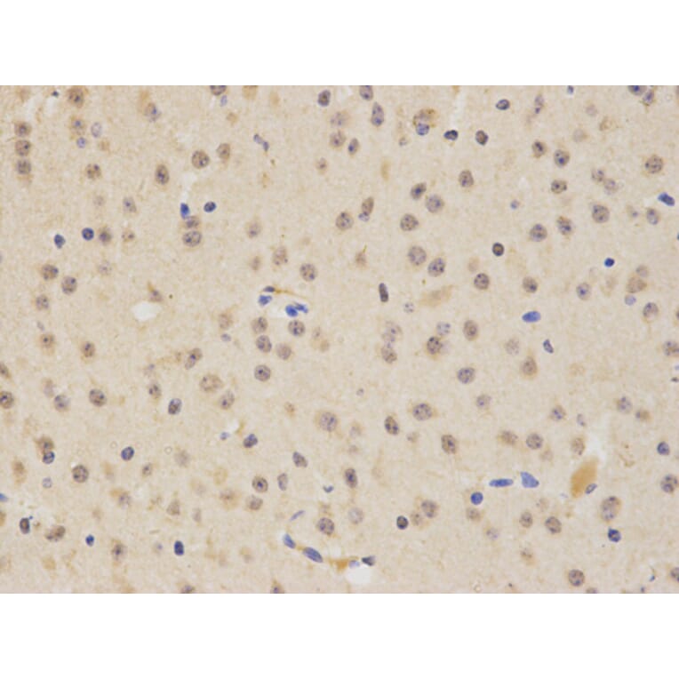 Immunohistochemistry - SIRT1 Antibody from Signalway Antibody (32029) - Antibodies.com