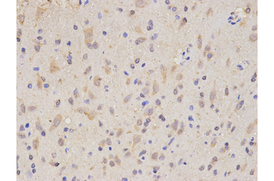Immunohistochemistry - SIRT1 Antibody from Signalway Antibody (32029) - Antibodies.com