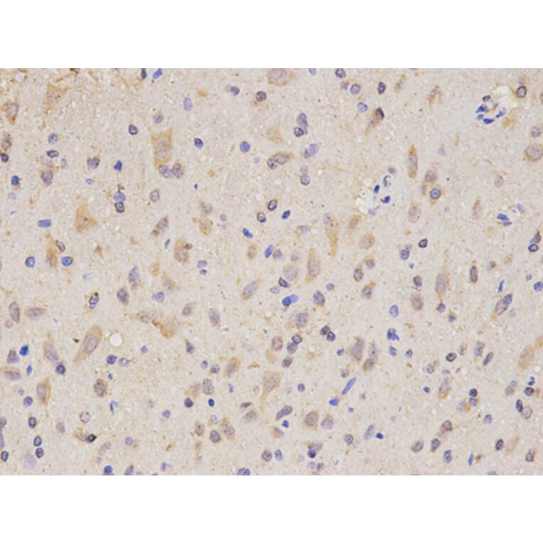 Immunohistochemistry - SIRT1 Antibody from Signalway Antibody (32029) - Antibodies.com