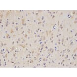 Immunohistochemistry - SIRT1 Antibody from Signalway Antibody (32029) - Antibodies.com