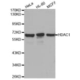 Western blot - HDAC1 Antibody from Signalway Antibody (32034) - Antibodies.com