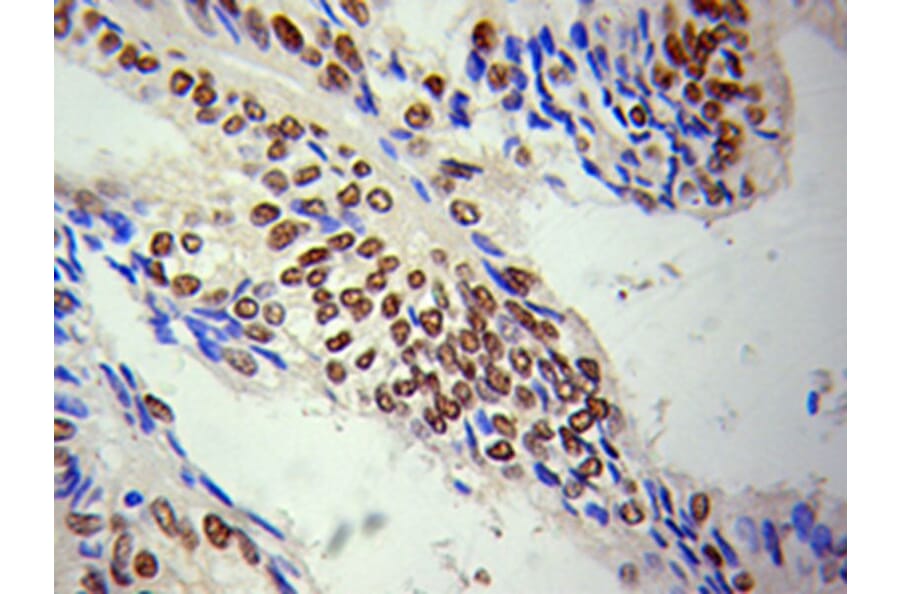 Immunohistochemistry - HDAC1 Antibody from Signalway Antibody (32034) - Antibodies.com