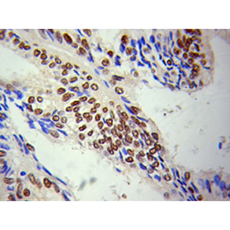 Immunohistochemistry - HDAC1 Antibody from Signalway Antibody (32034) - Antibodies.com