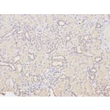 Immunohistochemistry - HDAC1 Antibody from Signalway Antibody (32034) - Antibodies.com