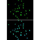 Immunofluorescence - HDAC1 Antibody from Signalway Antibody (32034) - Antibodies.com