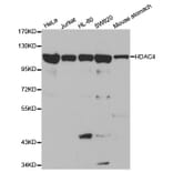 Western blot - HDAC4 Antibody from Signalway Antibody (32035) - Antibodies.com