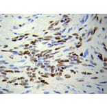 Immunohistochemistry - HDAC4 Antibody from Signalway Antibody (32035) - Antibodies.com