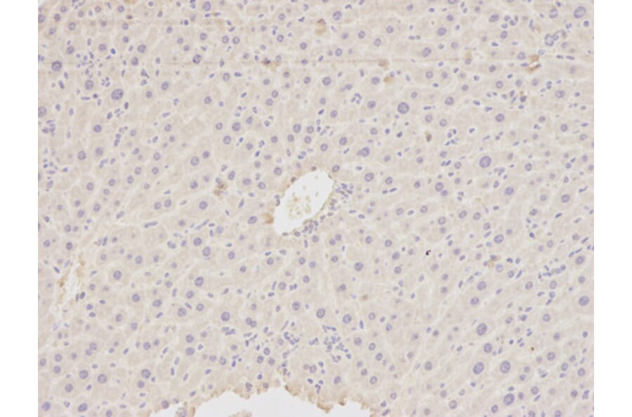 Immunohistochemistry - HDAC4 Antibody from Signalway Antibody (32035) - Antibodies.com