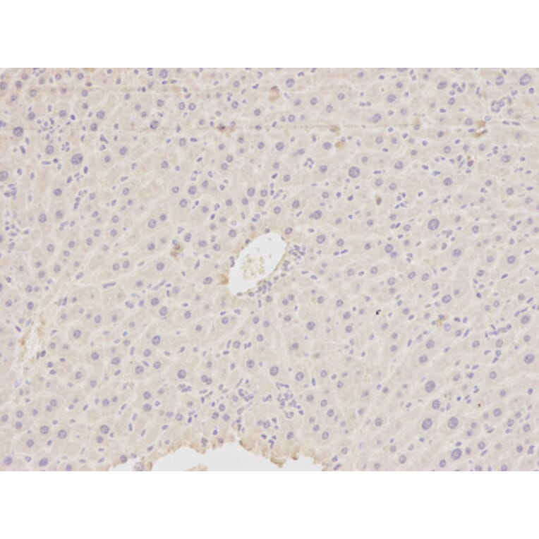 Immunohistochemistry - HDAC4 Antibody from Signalway Antibody (32035) - Antibodies.com