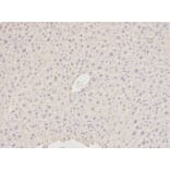 Immunohistochemistry - HDAC4 Antibody from Signalway Antibody (32035) - Antibodies.com