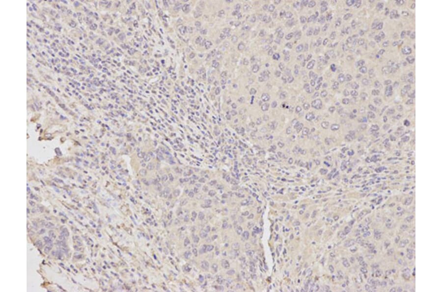 Immunohistochemistry - HDAC4 Antibody from Signalway Antibody (32035) - Antibodies.com