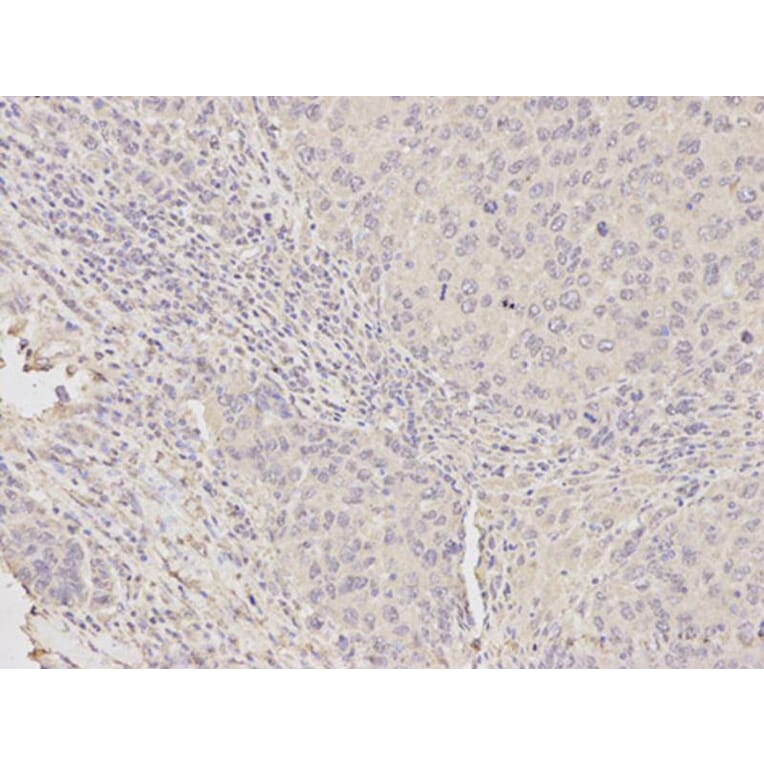 Immunohistochemistry - HDAC4 Antibody from Signalway Antibody (32035) - Antibodies.com