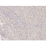 Immunohistochemistry - HDAC4 Antibody from Signalway Antibody (32035) - Antibodies.com