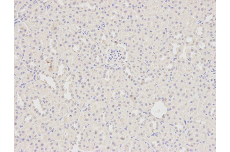 Immunohistochemistry - HDAC4 Antibody from Signalway Antibody (32035) - Antibodies.com