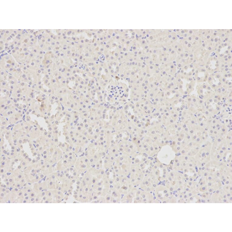 Immunohistochemistry - HDAC4 Antibody from Signalway Antibody (32035) - Antibodies.com