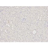 Immunohistochemistry - HDAC4 Antibody from Signalway Antibody (32035) - Antibodies.com