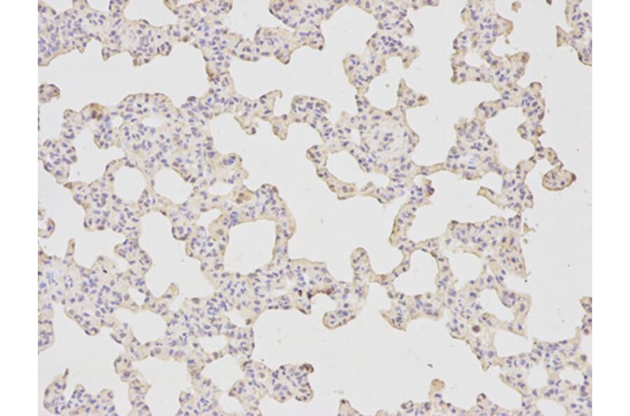 Immunohistochemistry - HDAC4 Antibody from Signalway Antibody (32035) - Antibodies.com