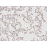 Immunohistochemistry - HDAC4 Antibody from Signalway Antibody (32035) - Antibodies.com