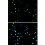 Immunofluorescence - HDAC4 Antibody from Signalway Antibody (32035) - Antibodies.com