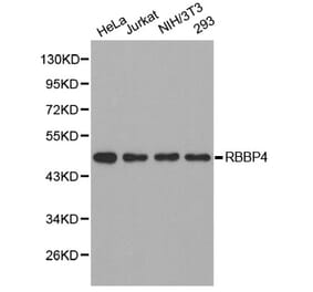 Western blot - RBBP4 Antibody from Signalway Antibody (32290) - Antibodies.com