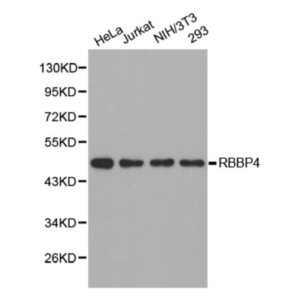 Western blot - RBBP4 Antibody from Signalway Antibody (32290) - Antibodies.com