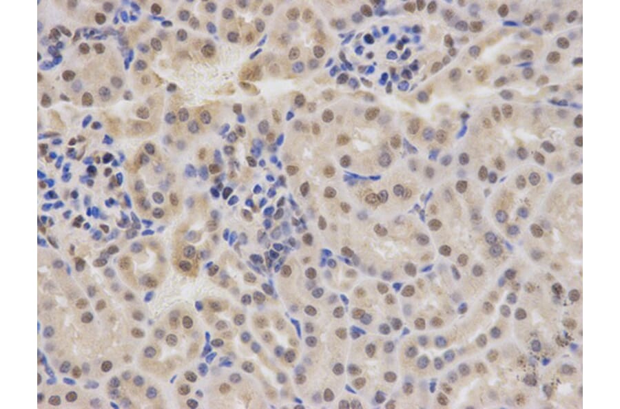 Immunohistochemistry - RBBP4 Antibody from Signalway Antibody (32290) - Antibodies.com