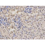 Immunohistochemistry - RBBP4 Antibody from Signalway Antibody (32290) - Antibodies.com