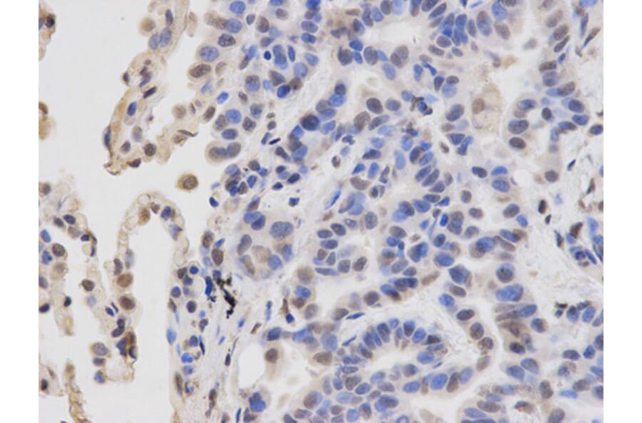 Immunohistochemistry - RBBP4 Antibody from Signalway Antibody (32290) - Antibodies.com