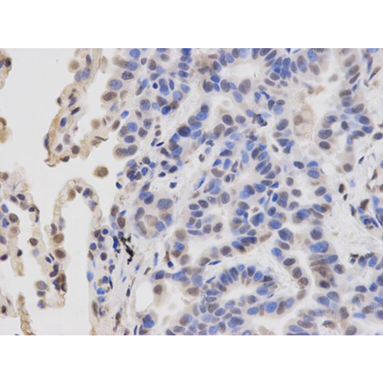 Immunohistochemistry - RBBP4 Antibody from Signalway Antibody (32290) - Antibodies.com