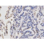 Immunohistochemistry - RBBP4 Antibody from Signalway Antibody (32290) - Antibodies.com