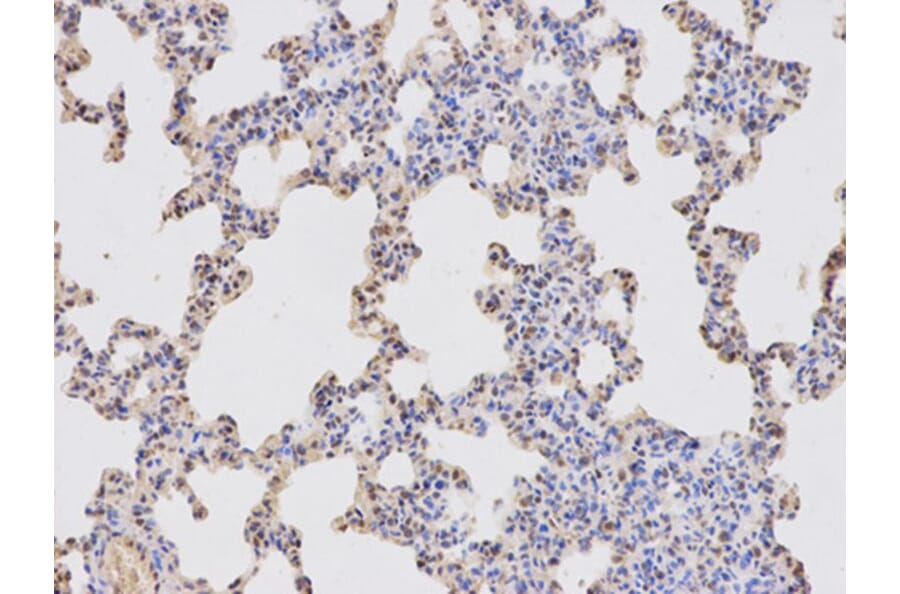 Immunohistochemistry - RBBP4 Antibody from Signalway Antibody (32290) - Antibodies.com