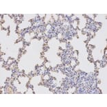 Immunohistochemistry - RBBP4 Antibody from Signalway Antibody (32290) - Antibodies.com