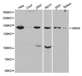 Western blot - SIN3A Antibody from Signalway Antibody (32322) - Antibodies.com