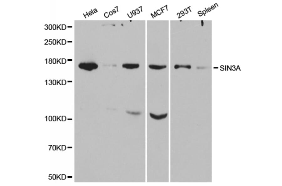Western blot - SIN3A Antibody from Signalway Antibody (32322) - Antibodies.com