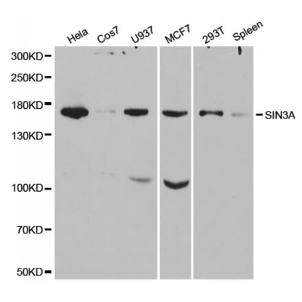 Western blot - SIN3A Antibody from Signalway Antibody (32322) - Antibodies.com