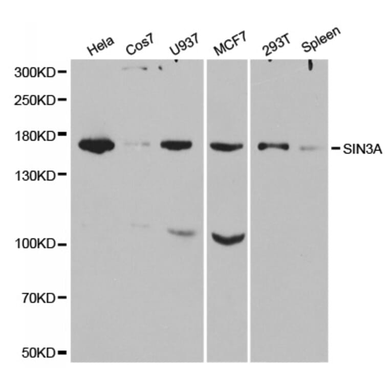 Western blot - SIN3A Antibody from Signalway Antibody (32322) - Antibodies.com