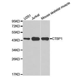 Western blot - CTBP1 Antibody from Signalway Antibody (32397) - Antibodies.com