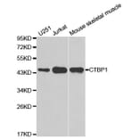 Western blot - CTBP1 Antibody from Signalway Antibody (32397) - Antibodies.com