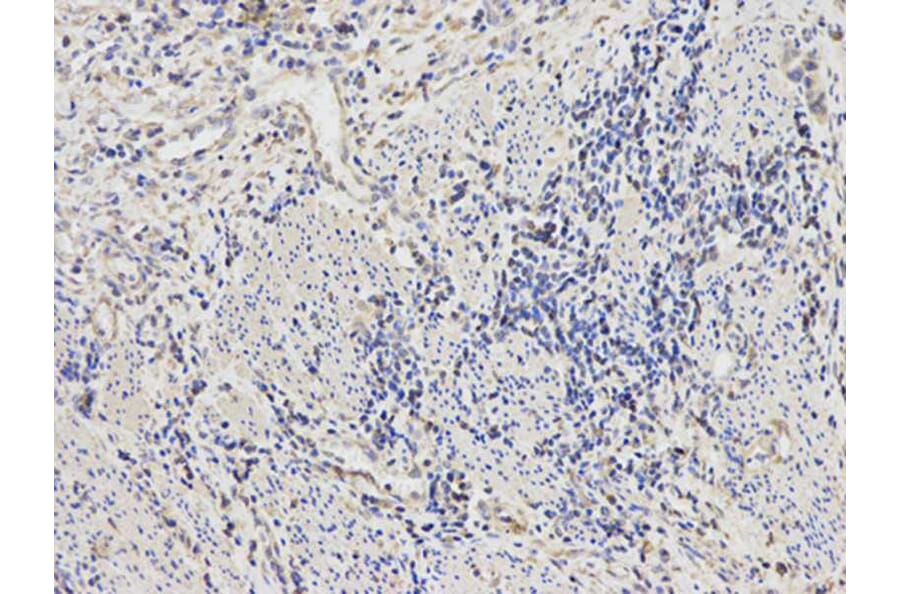 Immunohistochemistry - CTBP1 Antibody from Signalway Antibody (32397) - Antibodies.com