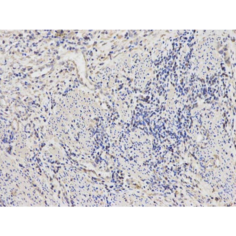 Immunohistochemistry - CTBP1 Antibody from Signalway Antibody (32397) - Antibodies.com
